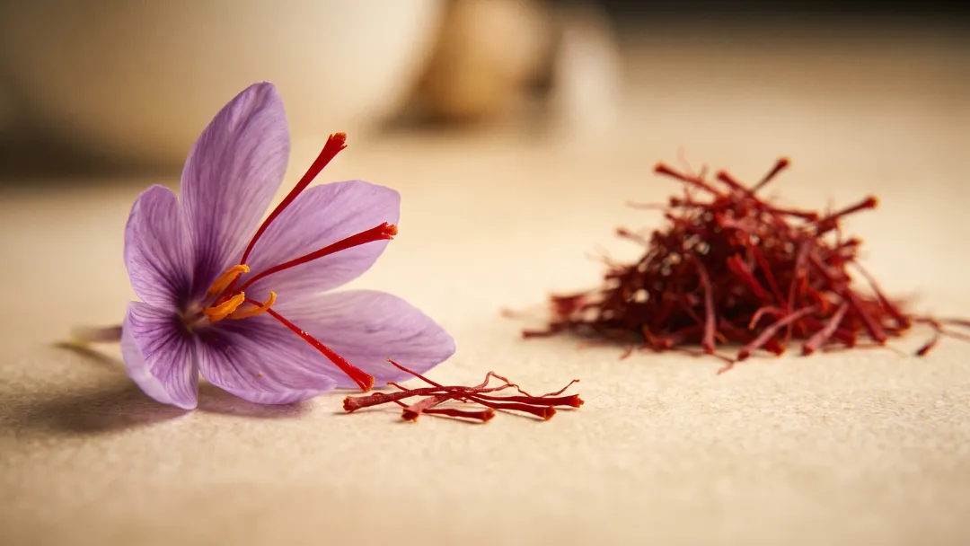 Safran et santé : une fleur de Crocus sativus aux stigmates rouges à côté d'un tas de filaments de safran séchés, lumière chaude — la plante source et l'épice pour la santé.